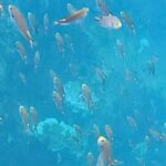 Snorkel Adventure in Marietas Islands or Punta Mita Reefs - Who Will Love This Tour?