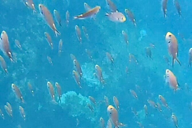 Snorkel Adventure in Marietas Islands or Punta Mita Reefs - Who Will Love This Tour?