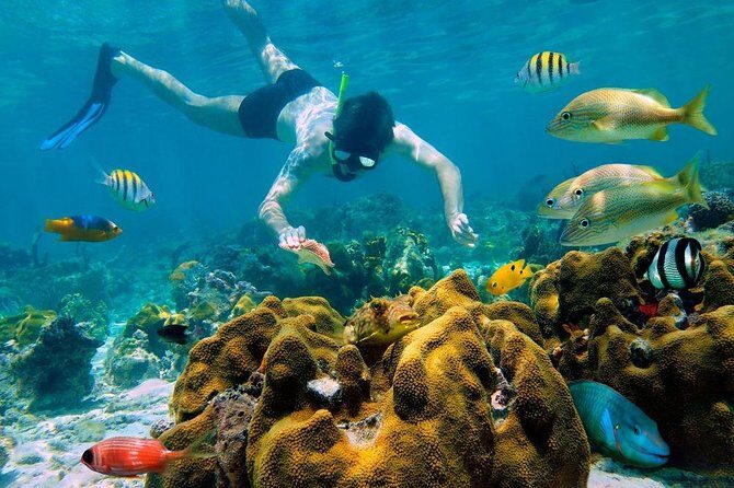 Snorkel and swim in Cozumel el Cielo Reef, Palancar and Colombia - The Experience on the Water: What to Expect