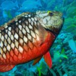 Snorkel at El Farito - The Lighthouse Reservation - Who Should Consider This Tour?