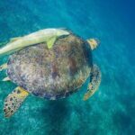 Snorkel boat tour in search of turtles - The Snorkeling Experience in Detail