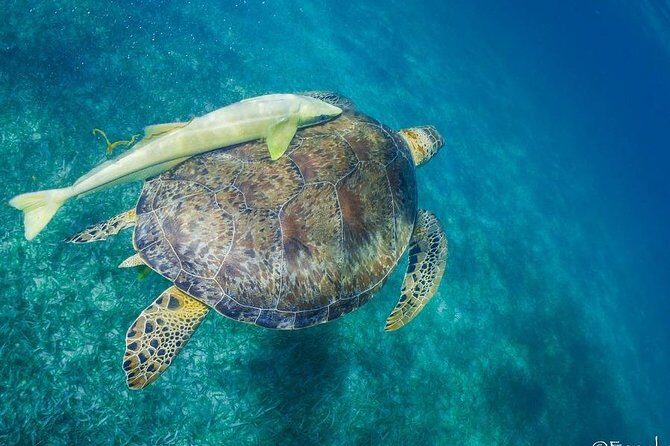 Snorkel boat tour in search of turtles - The Snorkeling Experience in Detail