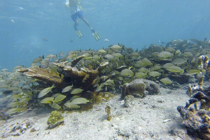 Snorkel Experience In Cancun! Reef and Sunken Ship - Diving Into the Details of the Tour