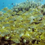 Snorkel & Explore Pelican Rock by Glass Boat + Photos - Snorkeling at Pelican Rock: The Heart of the Tour