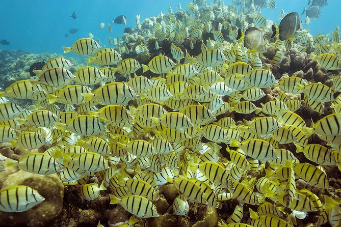 Snorkel & Explore Pelican Rock by Glass Boat + Photos - Snorkeling at Pelican Rock: The Heart of the Tour