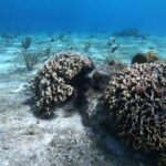 Snorkel In Cozumel! Boat Tour & Snorkel at 3 different Reefs - Final Thoughts: Is This Tour Right for You?