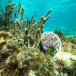 SNORKEL IN TULUM REEF, BOAT RIDE AND CALETA - What the Tour Includes and Excludes