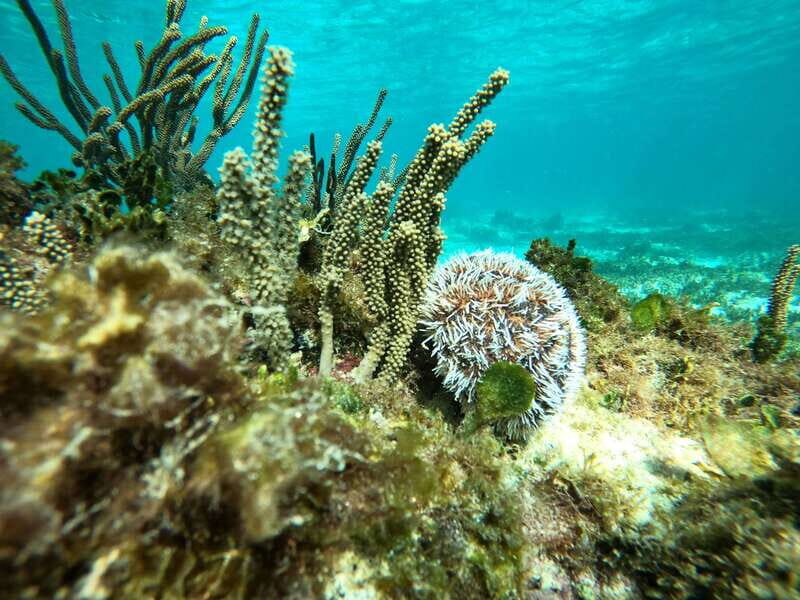 SNORKEL IN TULUM REEF, BOAT RIDE AND CALETA - What the Tour Includes and Excludes