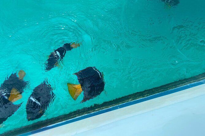 Snorkel & Playa Nopalera  Private Tour  Punta Mita - Practical Details