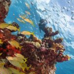 Snorkel Tour at Musa and Manchones Reef - The Sum Up