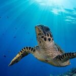 Snorkel Tour - San Jose del Cabo - Final Thoughts