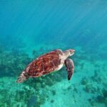 Snorkel Tour! Turtles & Underground Cenote from Playa del Carmen - What’s Included and What’s Not