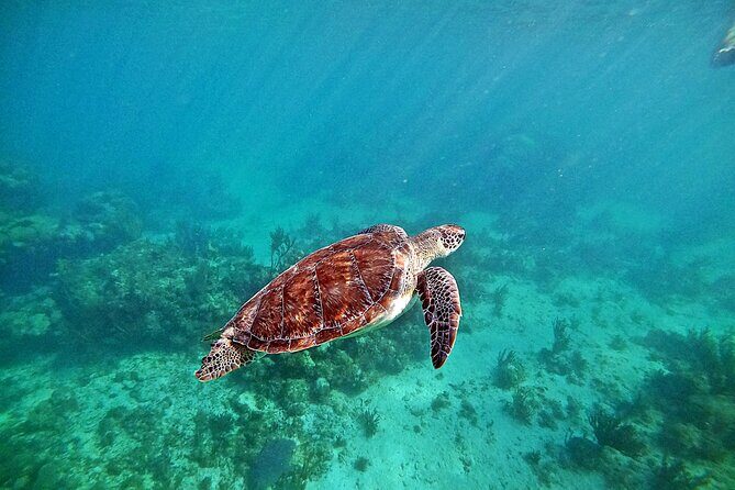 Snorkel Tour! Turtles & Underground Cenote from Playa del Carmen - What’s Included and What’s Not