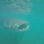 Snorkel Tour with Whale Shark in La Paz - Why This Tour Stands Out