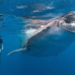 Snorkel with a Whale Shark In Los Cabos - The Experience and What Sets It Apart