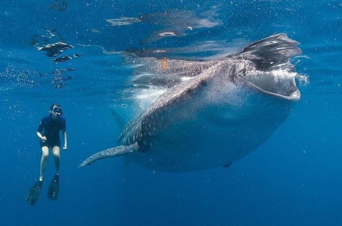 Snorkel with a Whale Shark In Los Cabos - The Experience and What Sets It Apart