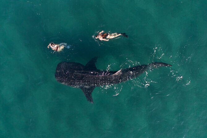 Snorkel with Whale Sharks in La Paz - The Experience: Pros and Cons