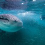 Snorkel with whale sharks includes equipment & transportation - Practical Details: What to Keep in Mind