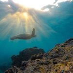 Snorkeling Adventure in La Jolla - Frequently Asked Questions