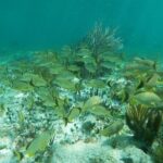 Snorkeling Adventure in Puerto Morelos - Who Will Appreciate This Experience?