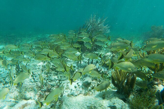 Snorkeling Adventure in Puerto Morelos - Who Will Appreciate This Experience?
