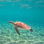 Snorkeling Adventure Swim with Sea Turtles at Akumal - Setting the Scene: What to Expect from the Tour