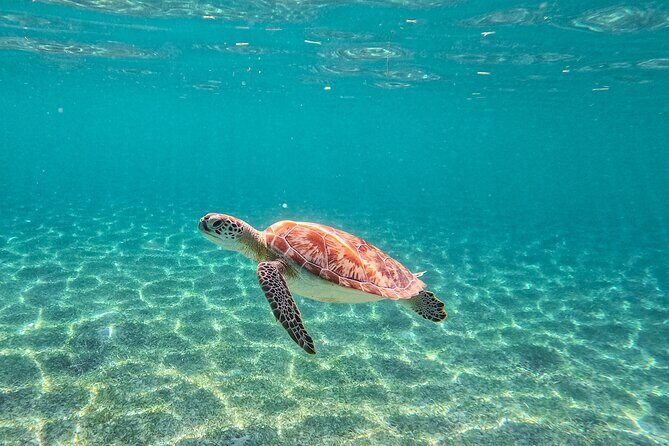 Snorkeling Adventure Swim with Sea Turtles at Akumal - Setting the Scene: What to Expect from the Tour