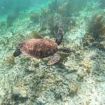 Snorkeling Guided Activity in Puerto Morelos Mexico - Exploring the Reef: What to Expect from Your Puerto Morelos Snorkel Tour
