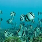 Snorkeling in Los Arcos and Bird watching - A Deep Dive into the Tour Experience