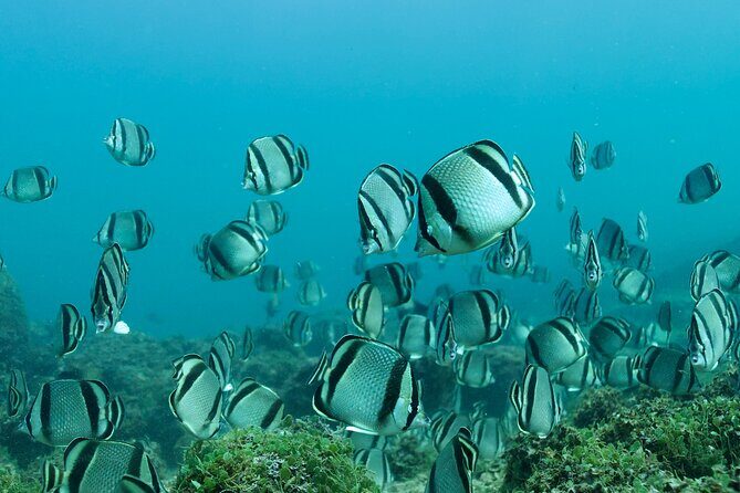 Snorkeling in Los Arcos and Bird watching - A Deep Dive into the Tour Experience