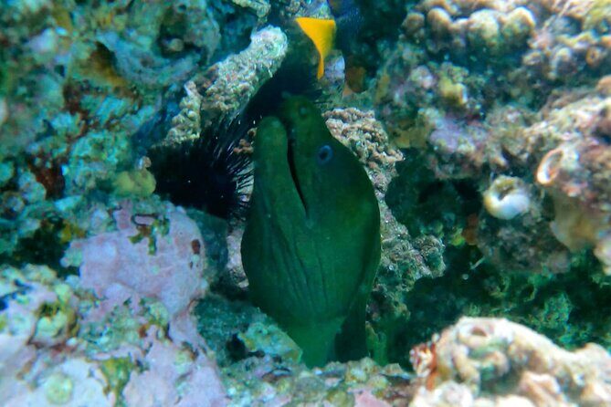Snorkeling On Chilean Beach Transportation And Drinks Included - Transportation and Convenience
