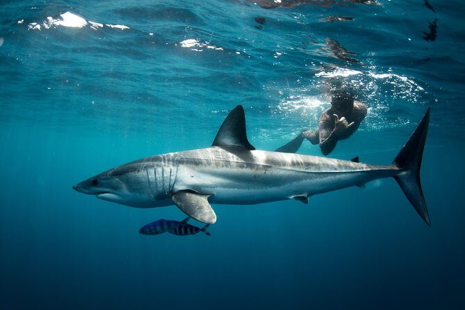 Snorkeling or Swimming with Sharks in Cabo San Lucas - The Pros and Cons