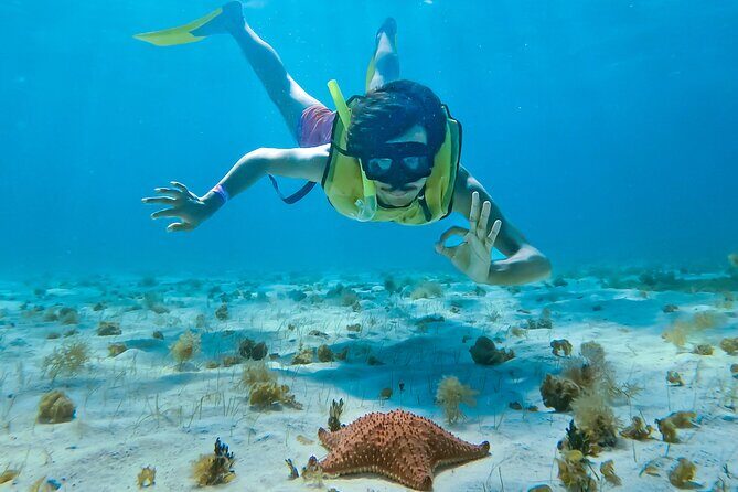 Snorkeling Tour in COZUMEL QROO - Who Should Book This Tour?