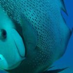 Snorkeling with Caribbean fish and private cenote exploration - What We Loved (and What to Consider)