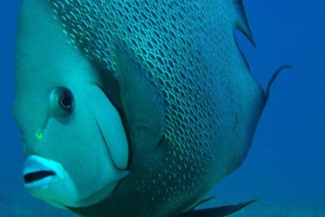 Snorkeling with Caribbean fish and private cenote exploration - What We Loved (and What to Consider)