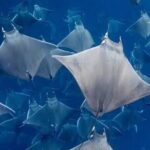 Snorkeling with Mobulas in La Ventana Bay Round trip from La Paz - Who Will Love This Tour?