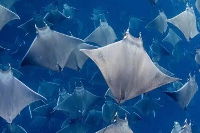 Snorkeling with Mobulas in La Ventana Bay Round trip from La Paz - Who Will Love This Tour?