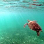 Snorkeling with Turtles and Cenote Tour from Riviera Maya - In-Depth Look at the Experience