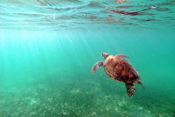 Snorkeling with Turtles and Cenote Tour from Riviera Maya - In-Depth Look at the Experience