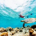 Snorkeling with Turtles and Cenotes - Genuine Traveler Feedback and Authentic Experiences