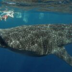 Snorkeling with Whale Sharks - Isla Mujeres - Authentic Experiences and Review Highlights