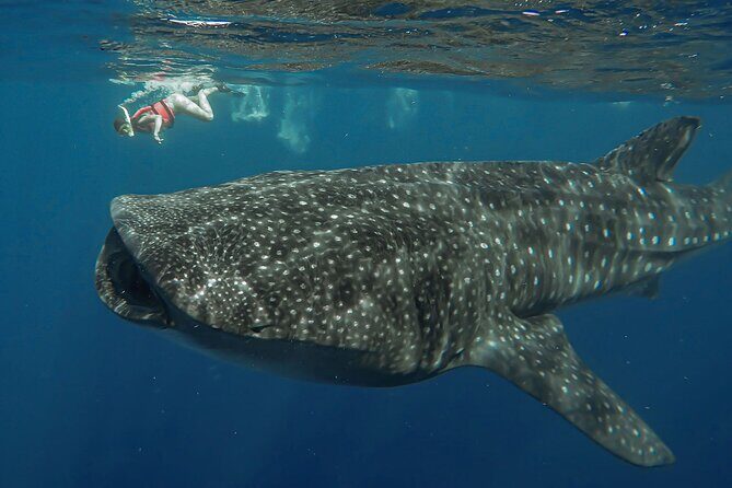 Snorkeling with Whale Sharks - Isla Mujeres - Authentic Experiences and Review Highlights
