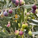 Sonoma: Sonoma Plaza Walking Tour - The Itinerary in Detail