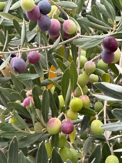 Sonoma: Sonoma Plaza Walking Tour - The Itinerary in Detail