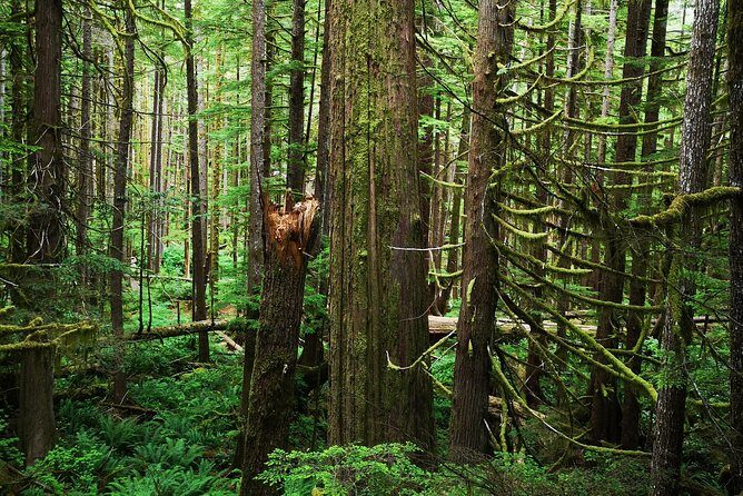 Sooke to Port Renfrew: Wild Pacific Adventure - The Itinerary Breakdown: What to Expect