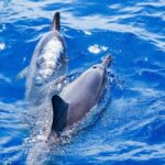 South Maui: Molokini & Turtle Adventure from Maalaea Harbor - The Food and Comforts