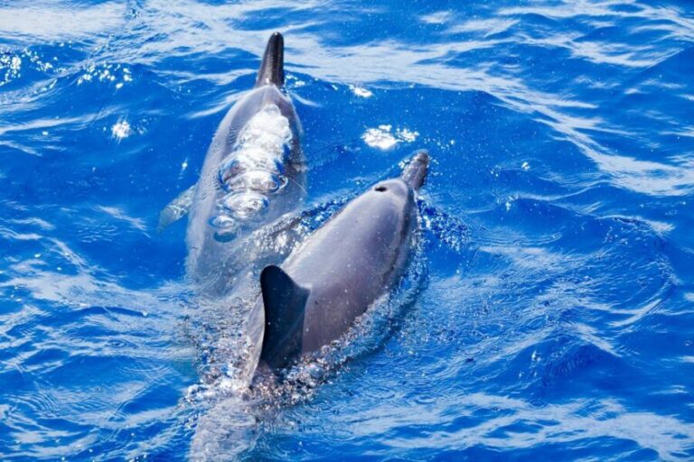 South Maui: Molokini & Turtle Adventure from Maalaea Harbor - The Food and Comforts