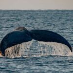South Maui: Whale Watch Sail with Live Immersive Whale Songs - The Itinerary in Detail: What Makes Each Part Special