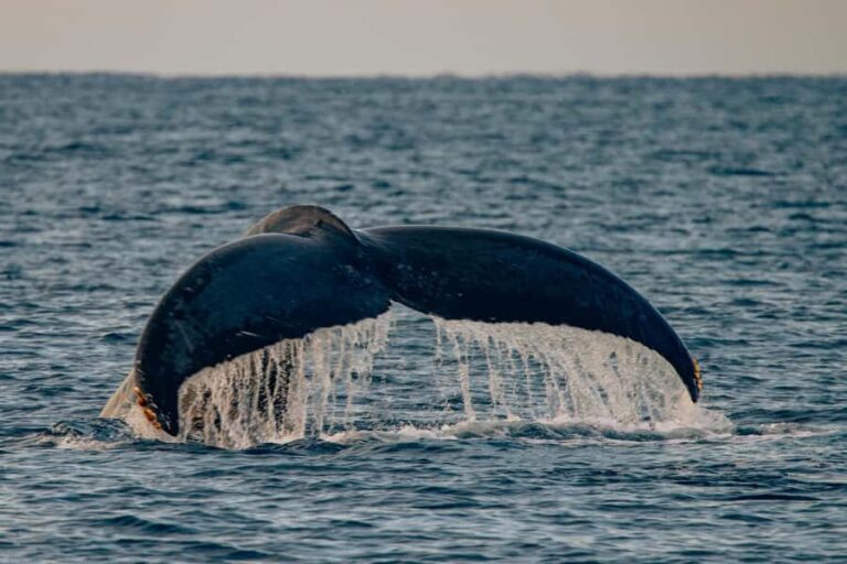 South Maui: Whale Watch Sail with Live Immersive Whale Songs - The Itinerary in Detail: What Makes Each Part Special