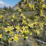 South Okanagan Desert Tour - Vaseux Lake Provincial Park: Birdwatching at a Birding Hotspot